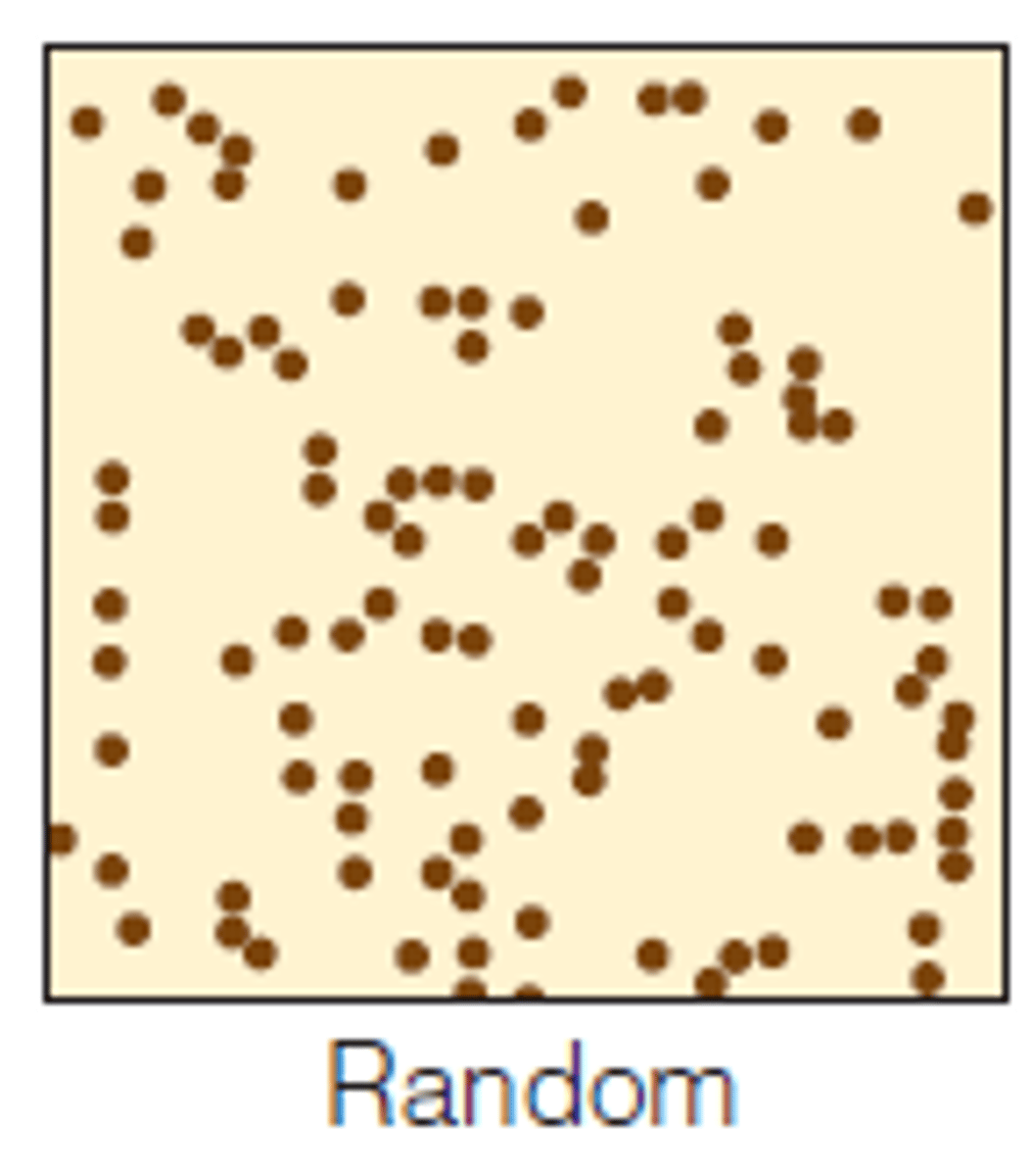 <p>individuals are spread randomly</p>