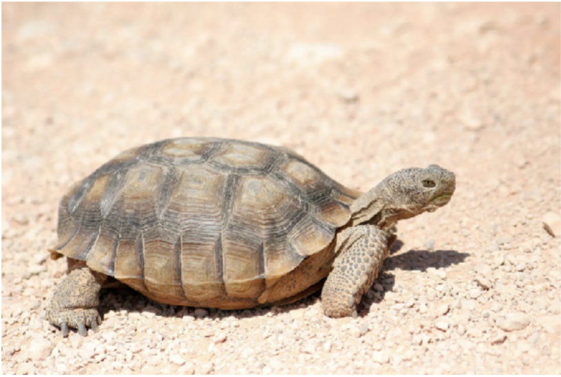<p>No scientific</p><p>Tortoises</p><p>Testudinidae</p>