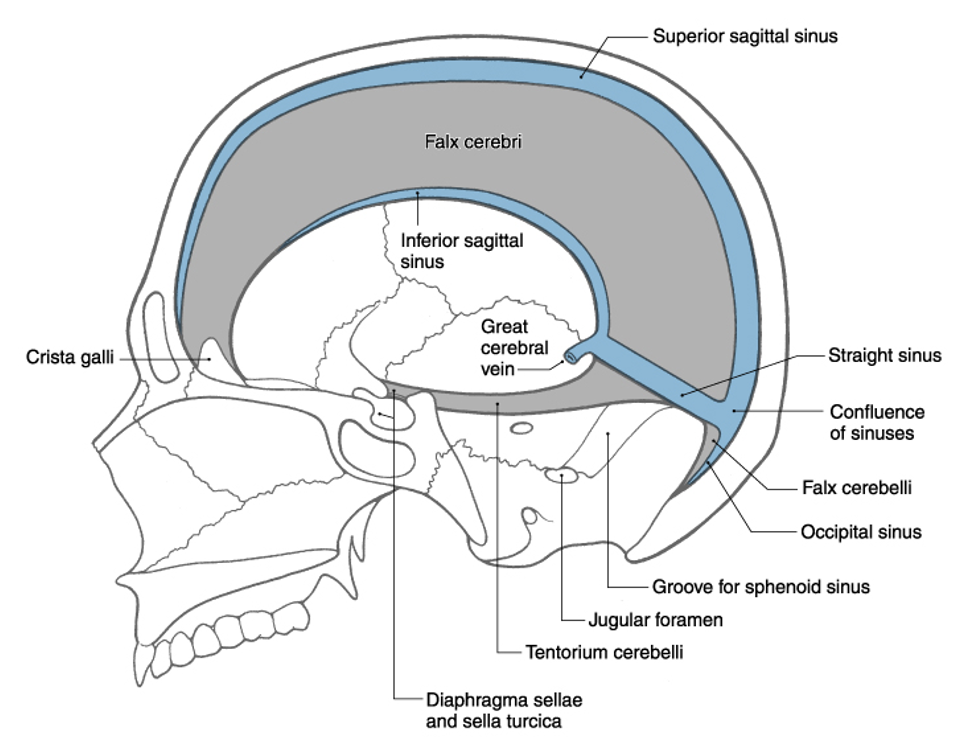 <p>superior (or dorsal) </p>