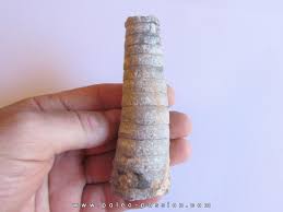 <p>Michelinoceras</p>