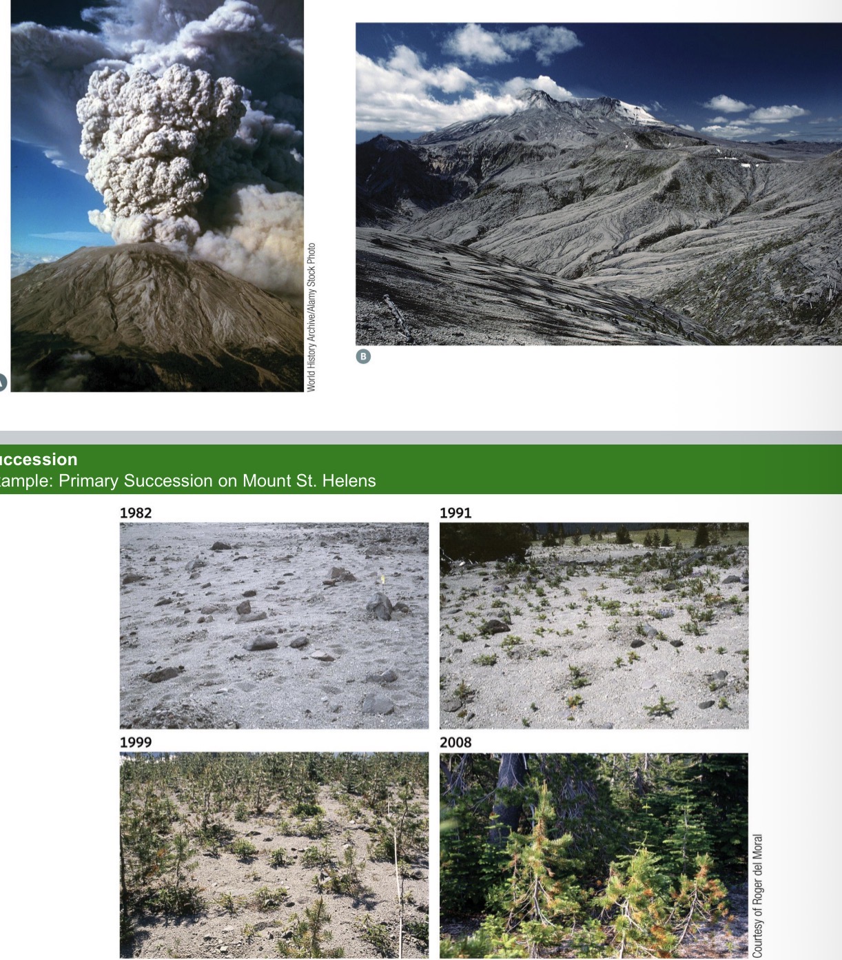 <ul><li><p>Active Volcano erupted And exploded</p></li><li><p>Half of the mountain collapsed</p></li><li><p>Everything within radium of 30-40 km was destroyed</p></li><li><p>Lifeless environment → all above ground plants died, lots of animals and some humans</p></li><li><p>Starting from barren ground → succession occurs as little plants establish</p><ul><li><p>The soil is basically ash. The plants that first established were nitrogen fixers (they don’t need nitrogen from the soil, they can harness it from the air)</p></li><li><p>Then we go from shrubs and now there is a forest</p></li></ul></li></ul><p></p>