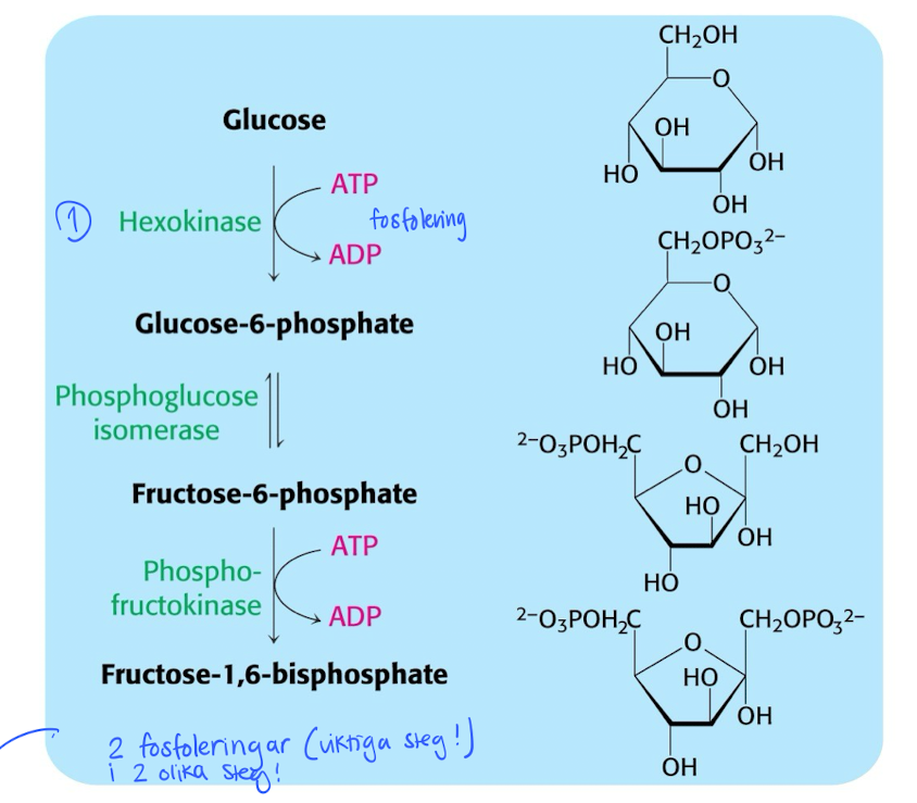 <ul><li><p>Activate glucose by 2 phosphorylation steps. <span style="color: red">Costs 2 ATP / glucose</span>.</p></li><li><p><strong>hexokinase</strong> gives negative charge to glucose → better kept inside the cell. <br></p></li><li><p>After that, the molecule (Fructose1,6-biphosphate) will be cleaved into G3P using <strong>aldolase</strong>.</p></li></ul><p></p>