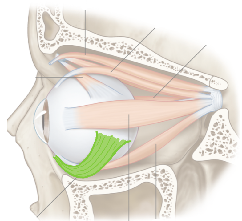 <p>List their attachments, their function, and innervation: Inferior Oblique</p>