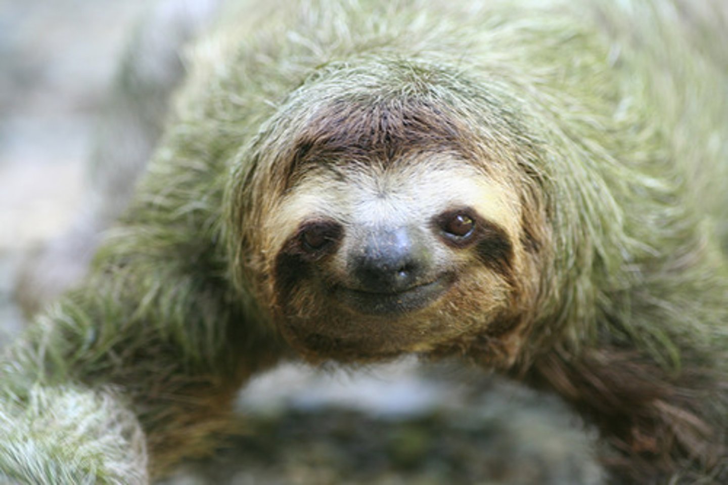 <p>Sloths fur = habitat for algae &amp; moths.</p><p>Moths fertilise algae, increases growth.</p><p>Sloths consume algae for nutrients.</p>