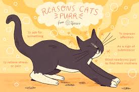 <p><strong>purr</strong> </p><p></p>