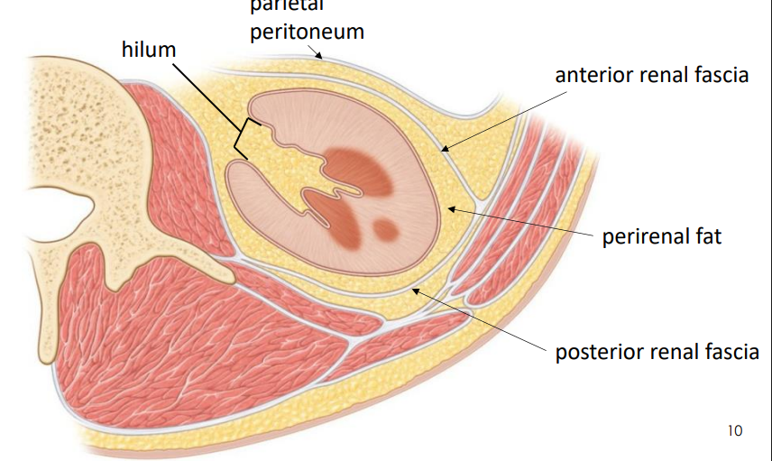 <p>RENAL FASCIA ATTACHES TO:</p><p>- diaphragmatic fascia superiorly</p><p>- attachment is to the diaphragm</p><p>- Kidneys move when diaphragm moves</p><p>- around 4cm forced respiration and 1cm during quiet respiration</p>