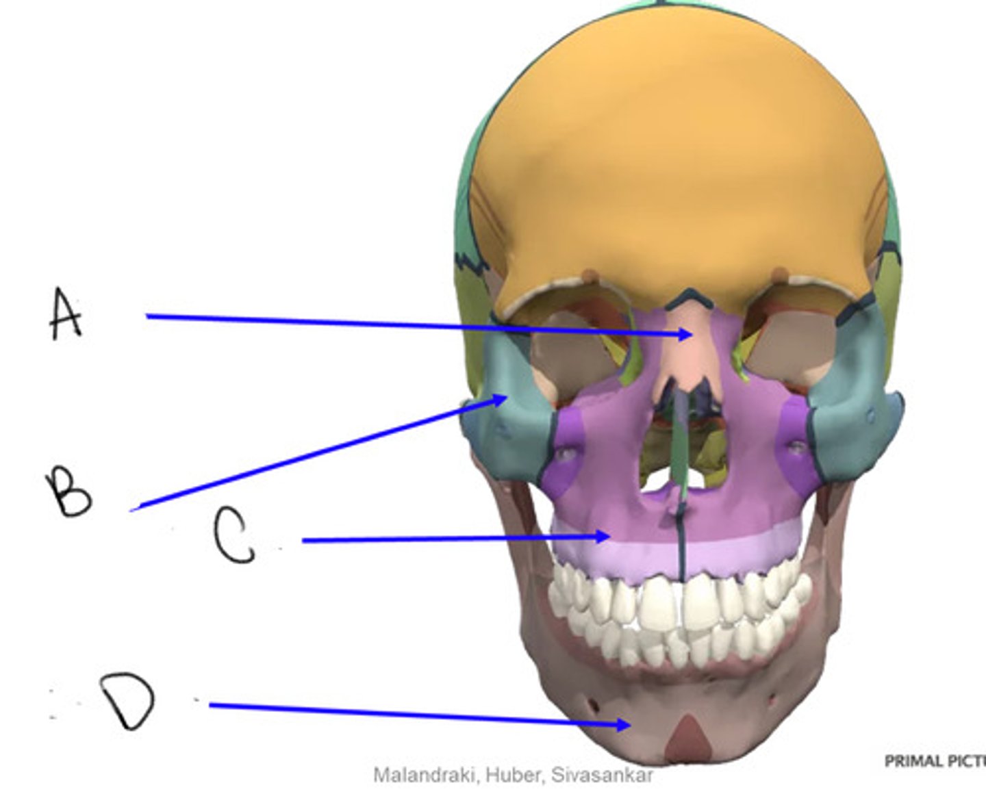 <p>C</p>