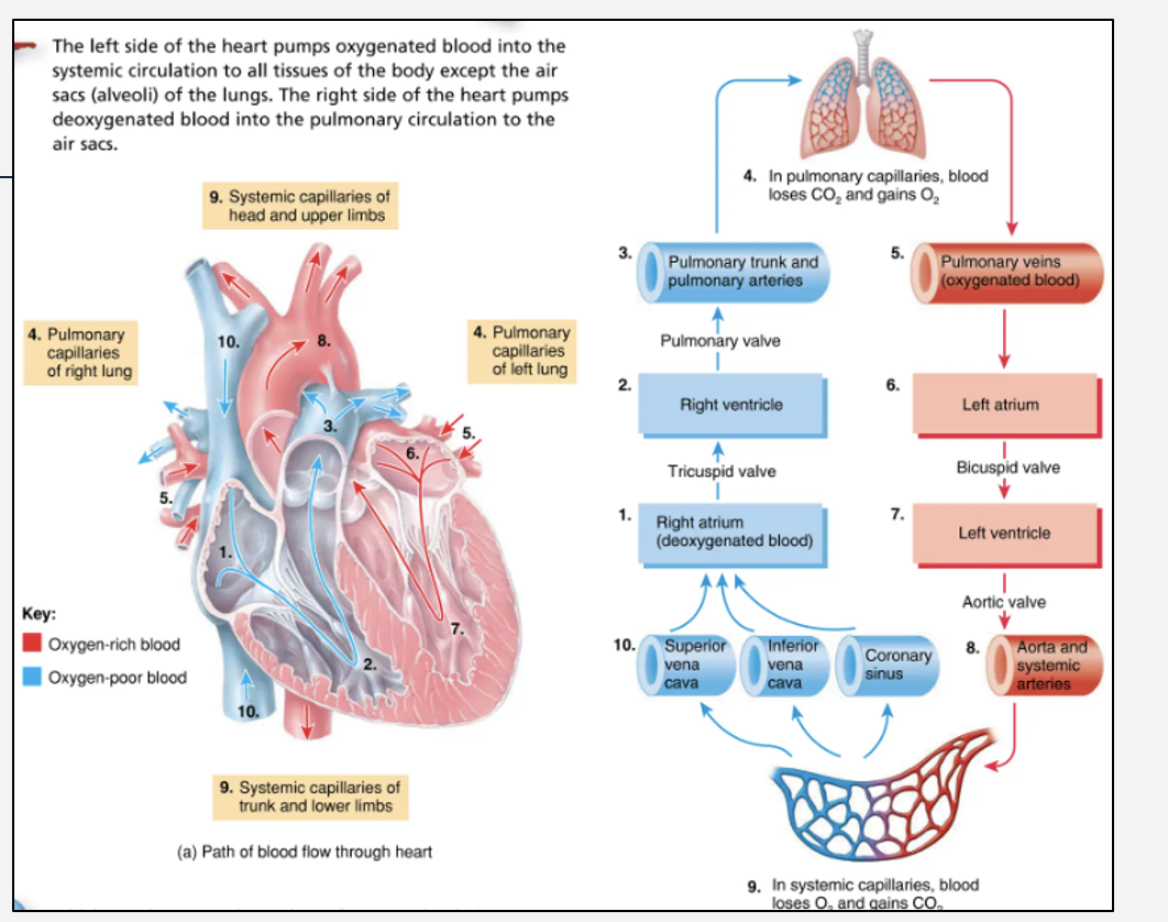 <p style="text-align: left;"></p><p style="text-align: left;"><span style="font-family: "Source Sans Pro";">Direction of blood flow:</span></p><p style="text-align: left;"><span style="font-family: "Source Sans Pro";">Body → RA → RV → Lungs → LA → LV → Body</span></p>
