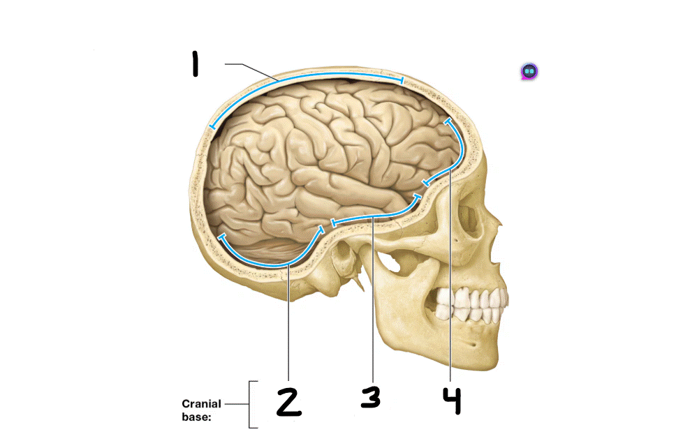 <p>identify #1</p>