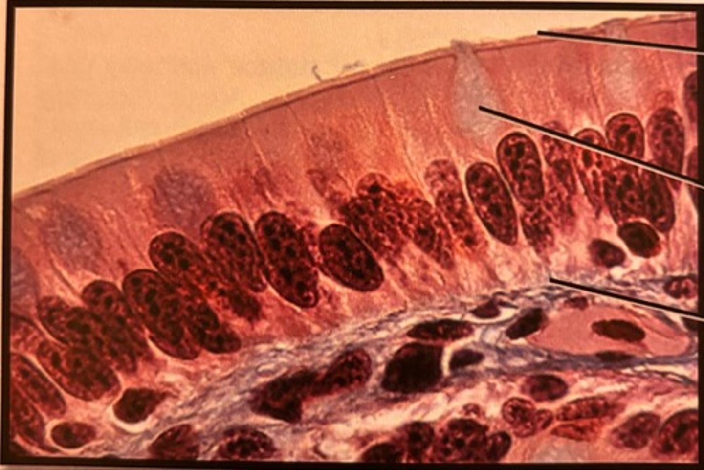 knowt flashcard image