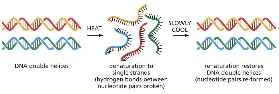 <p>experimental technique in which two complementary nucleic acid strands come together and form hydrogen bonds to produce a double strand. This technique is to detect specific nucleotide sequences in either DNA or RNA</p>