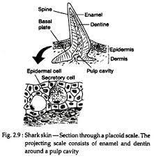 <p>dermal denticle </p>