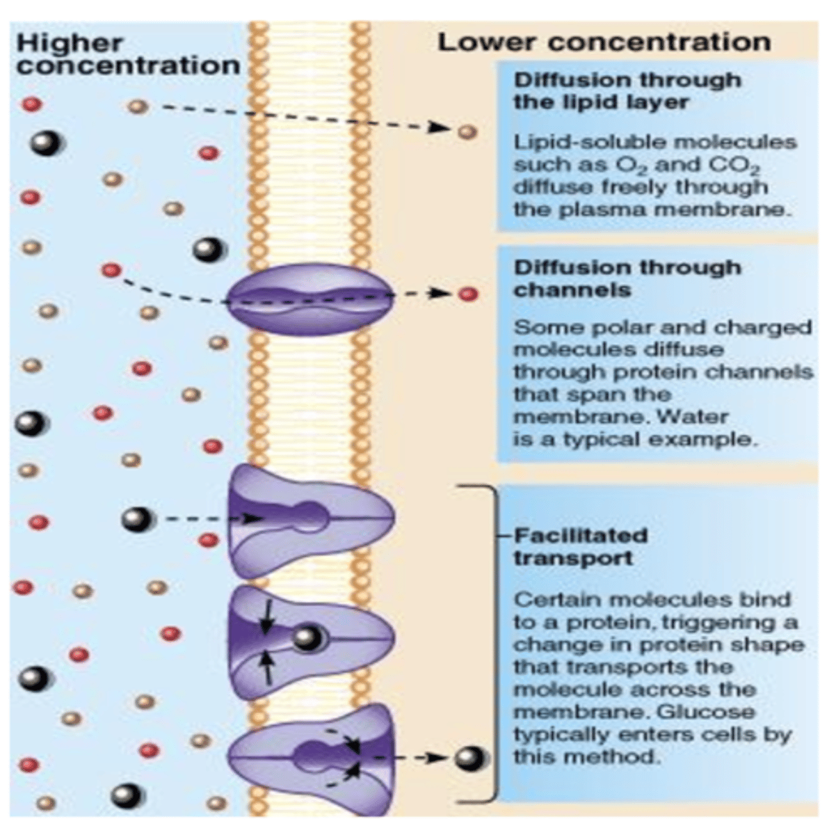 <p>Movement of materials from an area of high concentration to low concentration; does not require energy; includes diffusion, osmosis and facilitated diffusion</p>