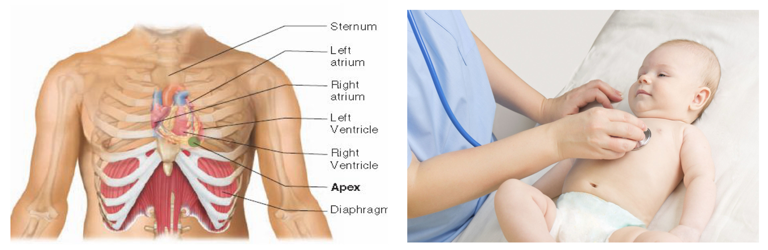 <ul><li><p>using a stethescope</p></li><li><p>method for obtaining pulse in an infant</p></li><li><p>the apex is located in the fifth intercostal space between the ribs on the left side of the sternum of the chest</p></li></ul><p></p>