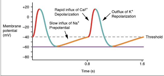 <ol><li><p><span style="color: blue;"><strong>a</strong></span><span style="color: rgb(0, 0, 0);"><strong> slow, spontaneous depolarization;</strong></span> also called <strong>diastolic depolarization-</strong> between heartbeats, triggered by hyperpolarization (via HCN channels- hyperpolarization- activated cyclic nucleotide-gated channel</p></li><li><p>small conductance, small driving force, mixed ion selectivity Na+ and K+</p></li><li><p><strong>At -40mV, voltage gated Ca2+ channels open</strong>, t<u>riggering action potential and contraction</u> (within the pacemaker cardiac cells)</p></li><li><p><strong>Repolarization occurs </strong>with the <u>opening of voltage-gated K+ channels</u></p></li></ol><p></p>