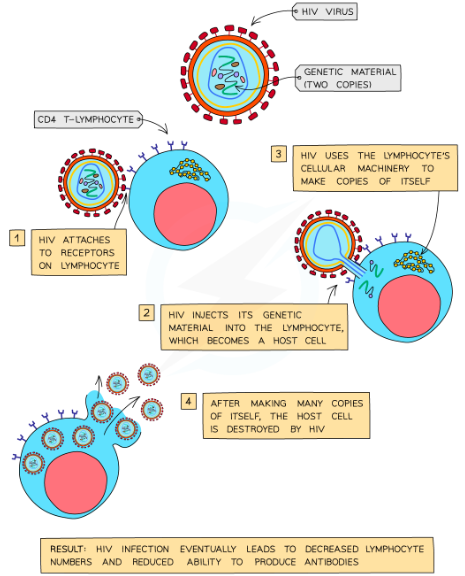 -When the virus enters the bloodstream it infects helper T cells
-It enters the helper T cells by attaching to a receptor molecule on the host cell membrane
-The capsid enters the helper T cell and releases the RNA it contains
-The viral RNA is used as a template by reverse transcriptase enzymes to produce a complementary strand of DNA
-Once this single-stranded DNA molecule is turned into a double-stranded molecule it can be successfully inserted into the host DNA
-From here it uses the host cell's enzymes to produce more viral components which are assembled to form new viruses
-These bud from the host cell and enter the blood, where they can infect other helper T cells and repeat the process
-At this stage the individual is HIV +ve and may experience flu-like symptoms