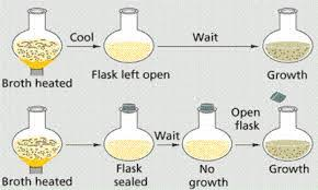 <ul><li><p><span>1745</span></p></li><li><p><span>Boiled broth, transfer &amp; sealed —&gt; organisms grew</span></p></li><li><p><span>Thought he proved spontaneous generation</span></p></li></ul><p></p>