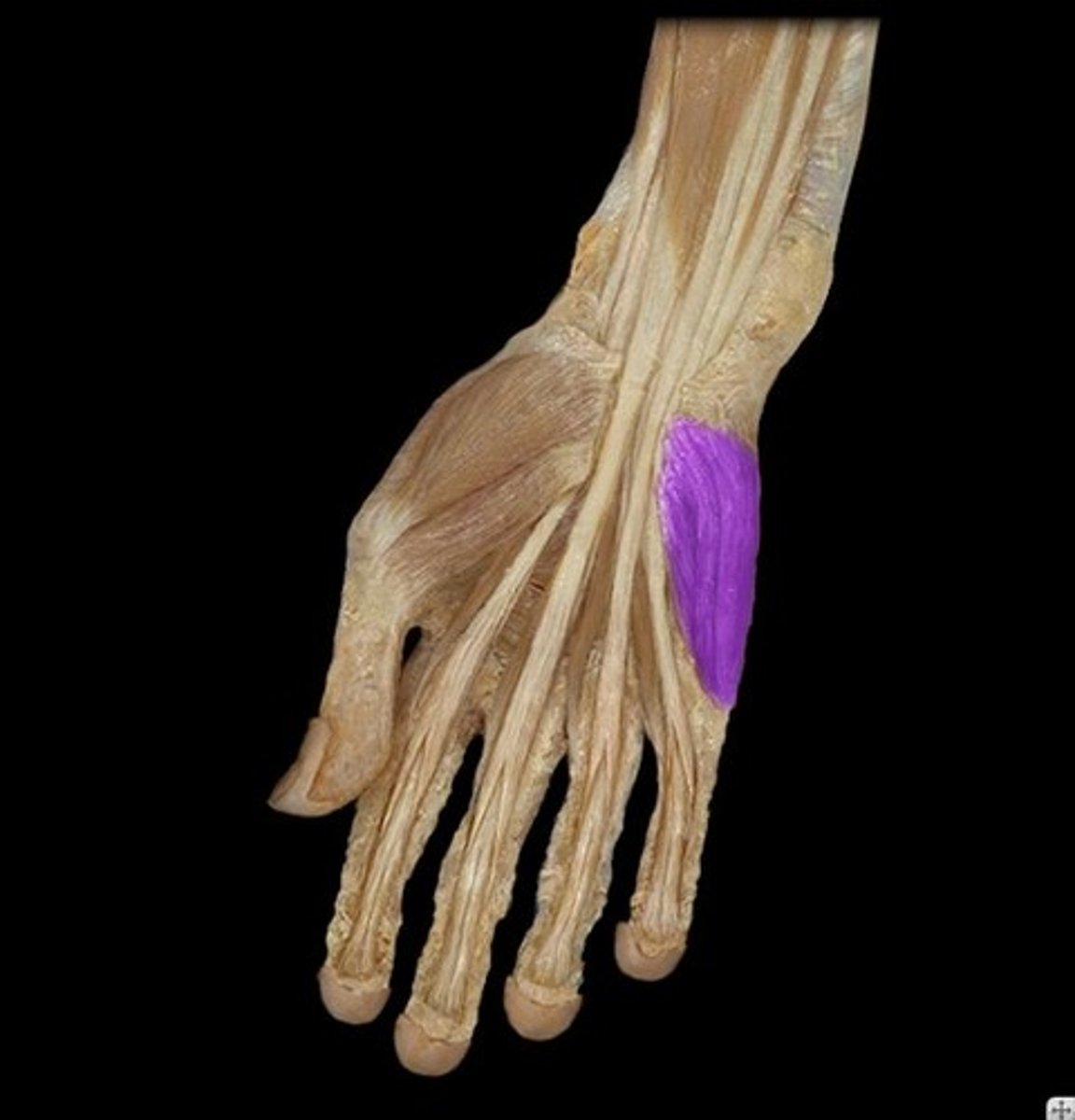 <p>Opposes the little finger</p>