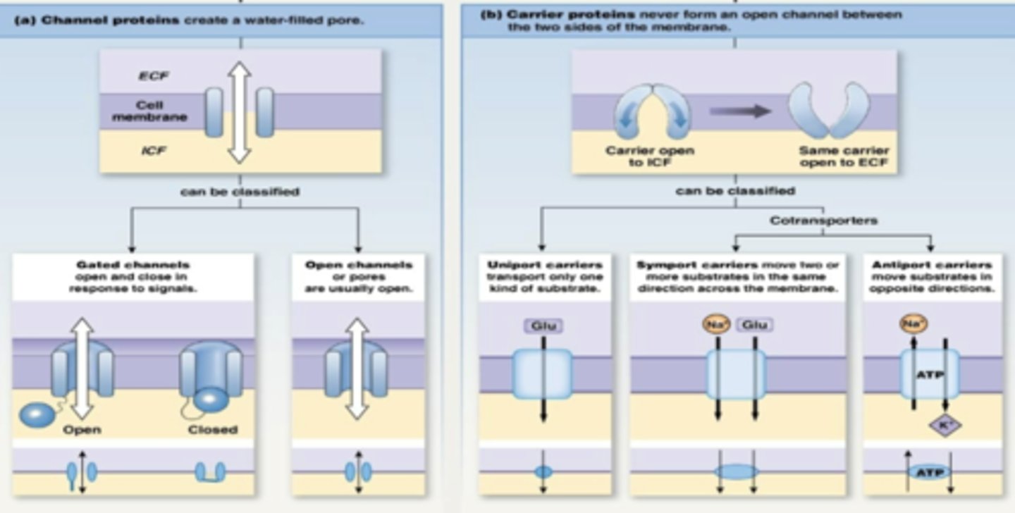 <p>What are the 4 types of channels? </p>