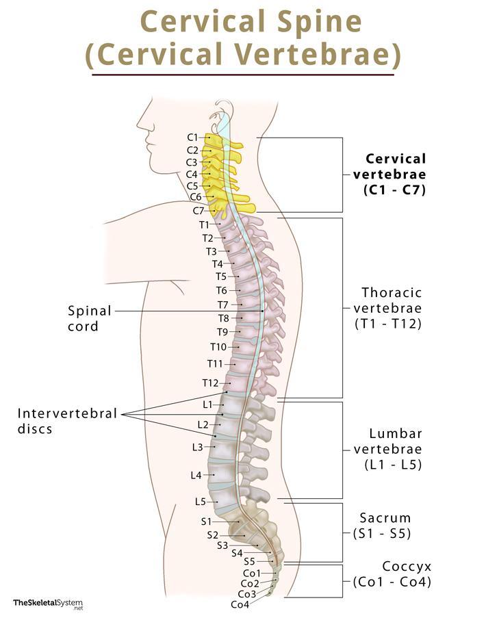 <p><span><span>the neck area of the spine</span></span></p>