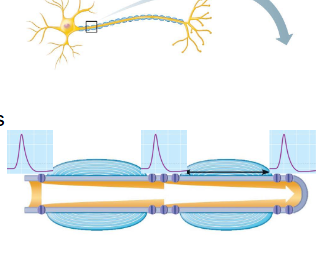 <ul><li><p>AP occurs at nodes of Ranvier (ion channels only present here) = saltatory (leaping) conduction → FASTER</p></li></ul><p></p>
