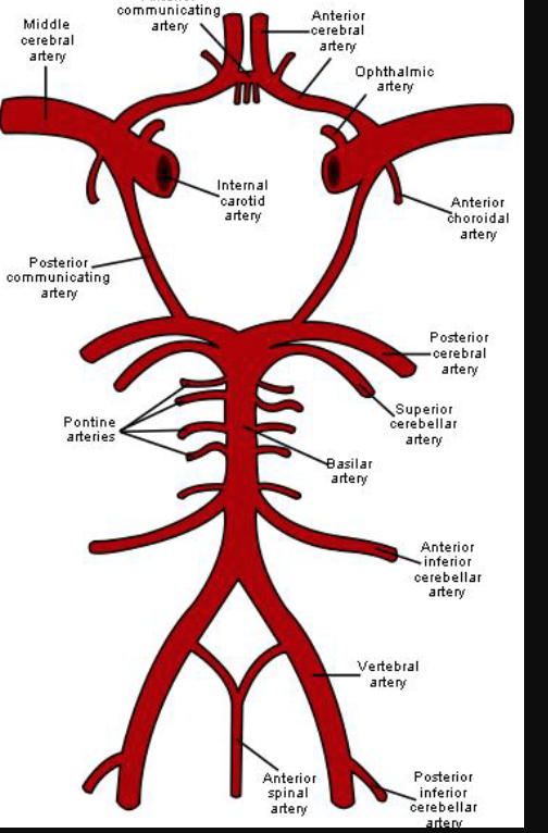 <p>anterior cerebral, anterior communicating, posterior cerebral, posterior communicating, internal carotids</p><p>NO middle cerebral arteries</p>