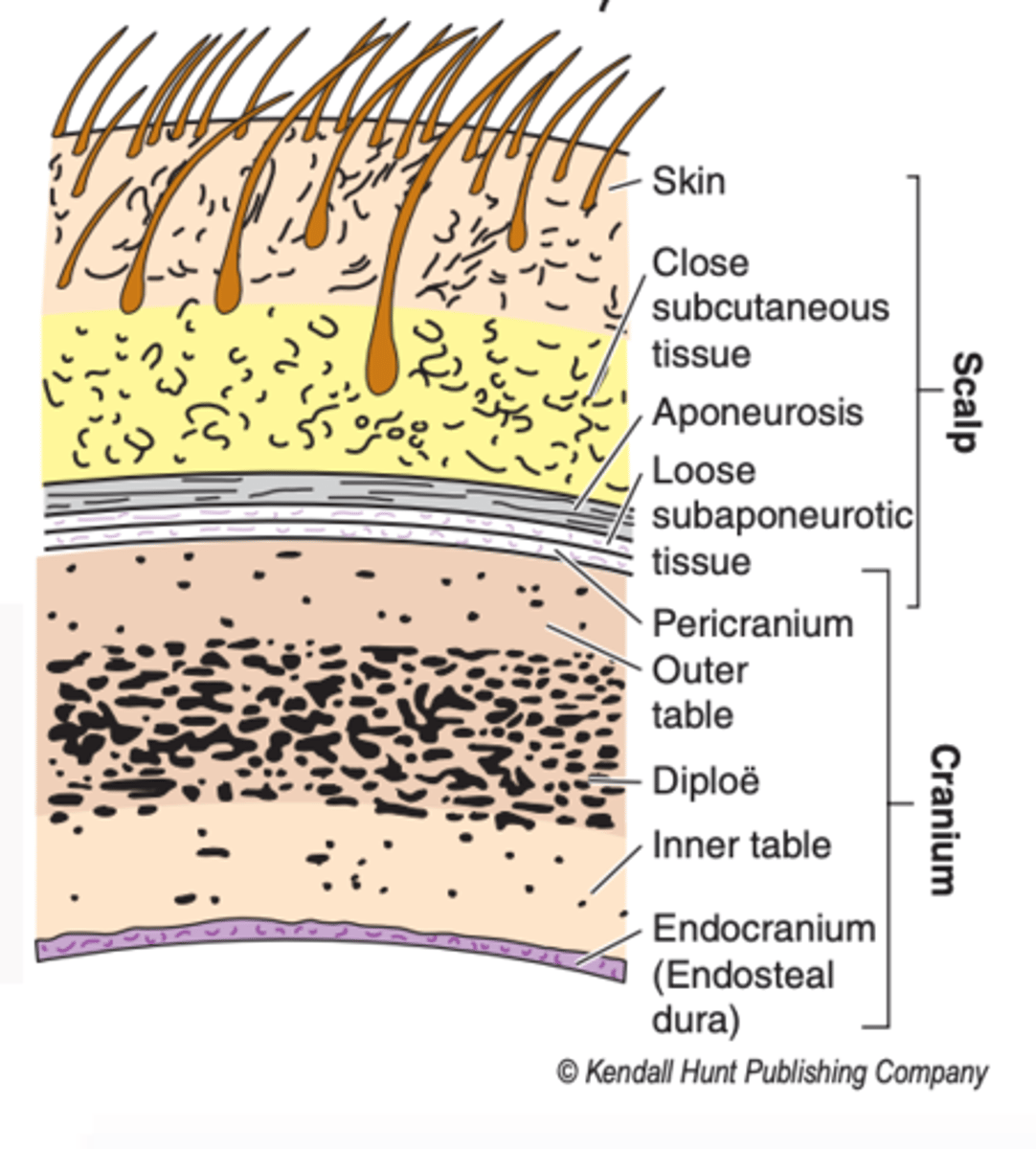 <p>the skin</p>