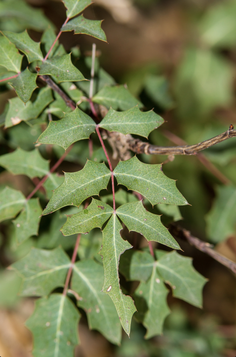 Texas Barberry
