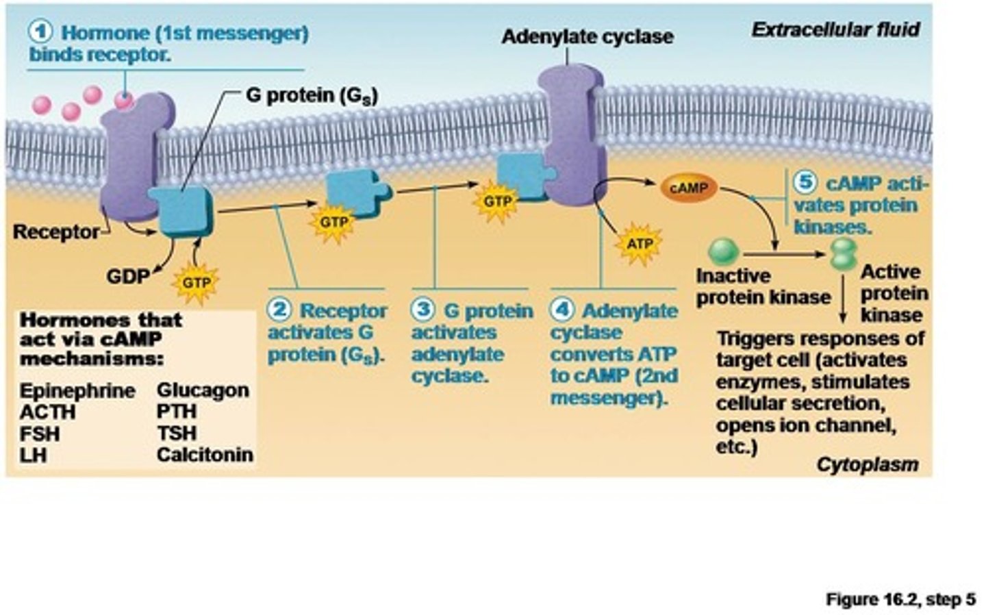 <p>1. Hormone (first messenger) binds to receptor</p><p>2. Receptor activates G protein</p><p>3. G protein activates adenylate cyclase</p><p>4. Adenylate cyclase converts ATP to cAMP (second messenger)</p><p>5. cAMP activates protein kinases that phosphorylate proteins</p><p>Mediated by amino-acid based hormones such as epinephrine.</p>