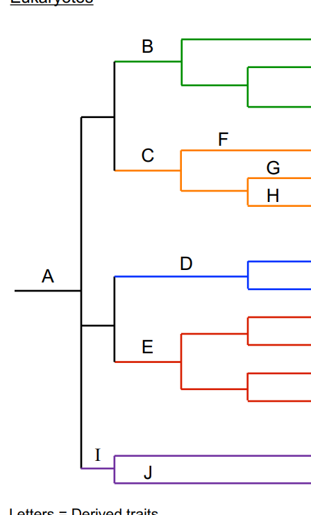 <p>A (Eukarya) </p>