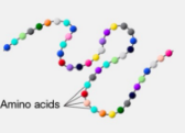 <p>Sequence of a chain of amino acid</p>