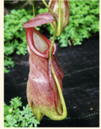 <p>What kind of modification is this?</p>