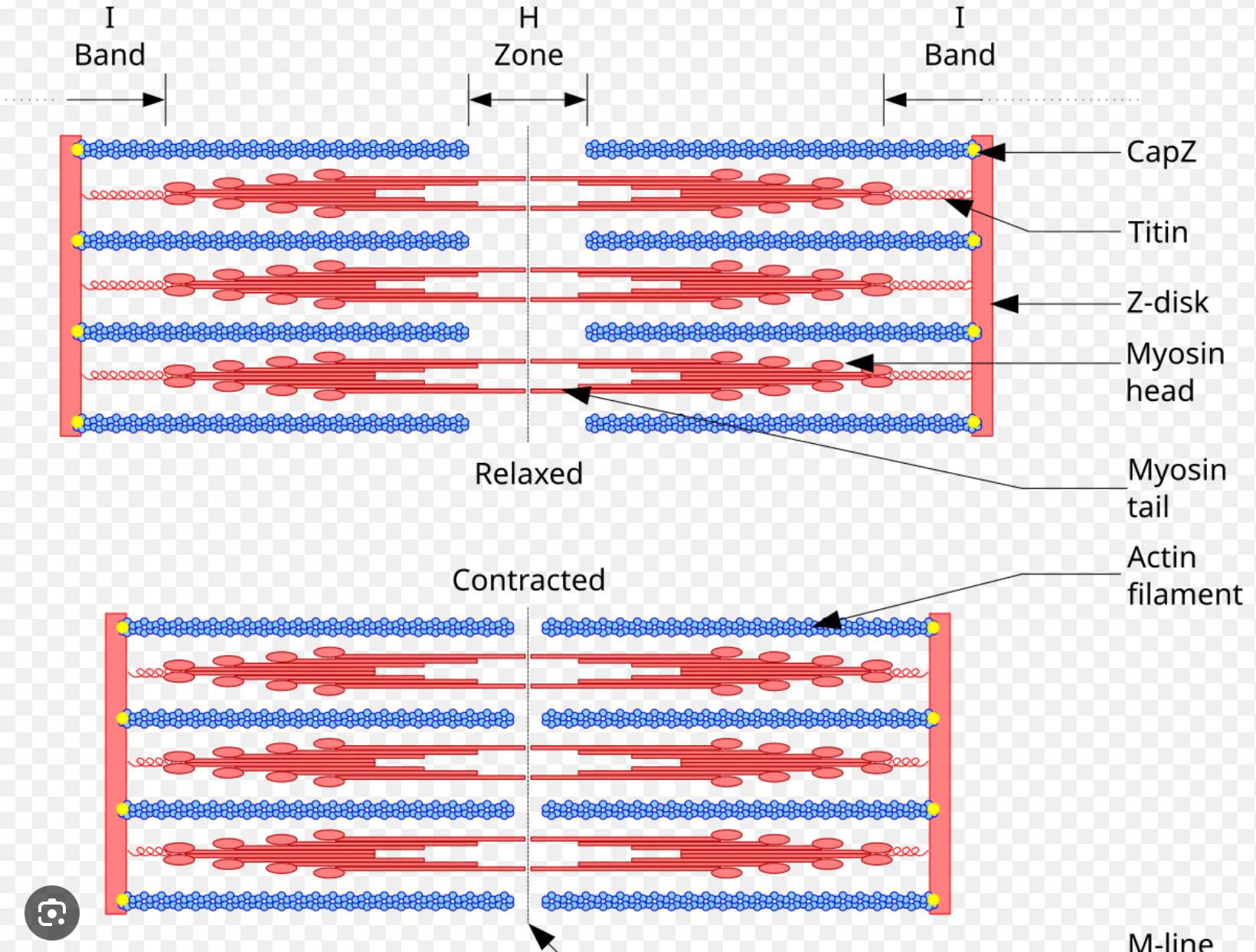<p>Muscles contract because <strong>thin filaments (actin) slide past thick filaments (myosin)</strong></p>