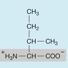 <p>hydrophobic (nonpolar)</p>