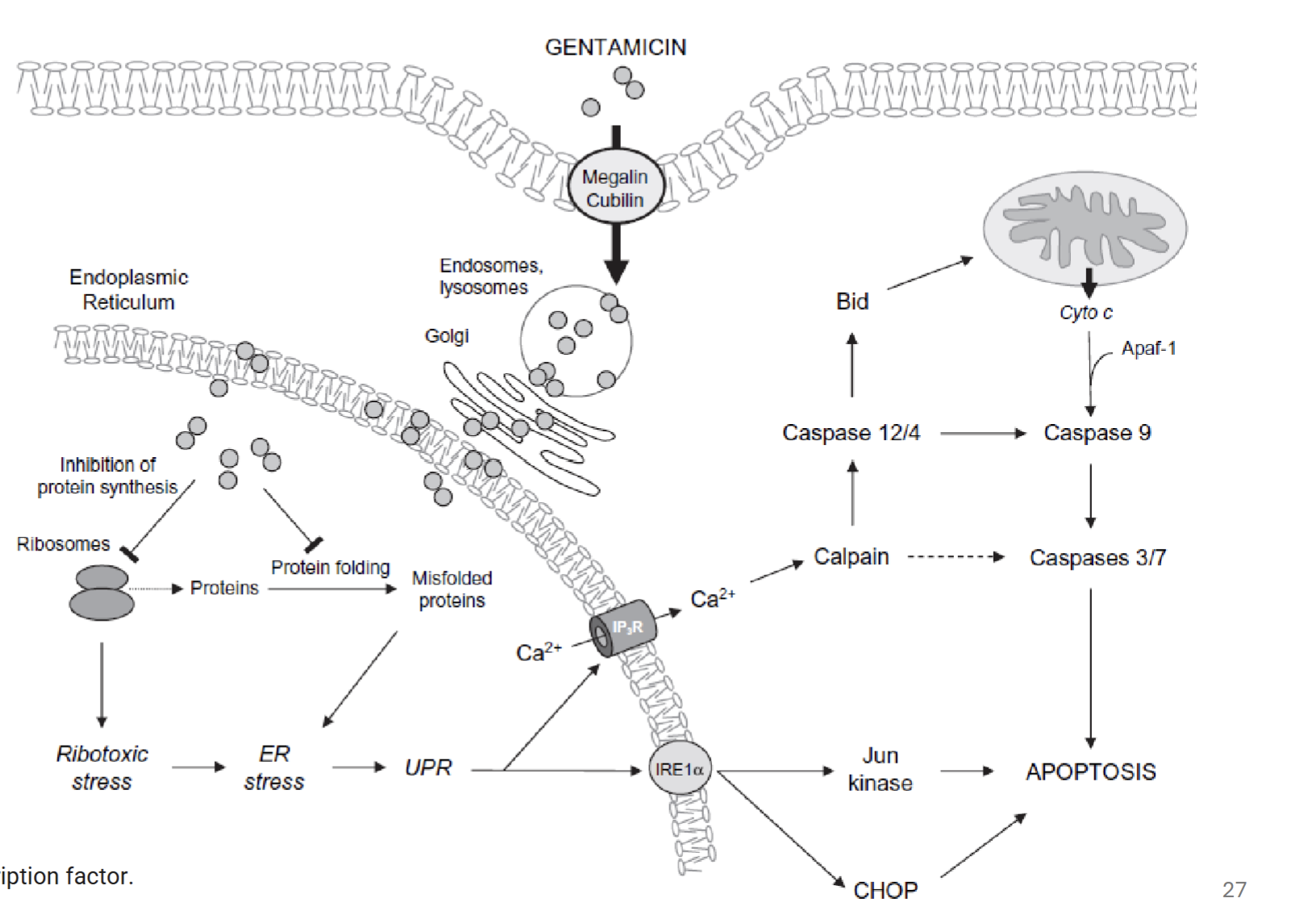 <ol><li><p>Endocytosis via endocytic receptor (megalin and cubulin)</p></li><li><p>Endosomes traffic gentamicin to mainly lysosomes, but also Golgi and ER</p></li><li><p>Inhibition of protein synthesis and folding → ER stress and unfolded protein response</p></li><li><p>Leads to calcium release → activation of calpain → activates caspases → apoptosis</p></li><li><p>May also act on mitochondria if released into cytosol → Cytochrome C release → apoptosis</p></li></ol><p></p>