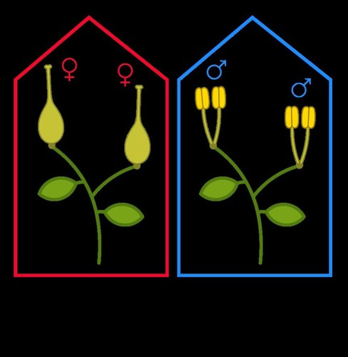 <p>The gynoecium is the female part of the flower, consisting of carpels.</p>