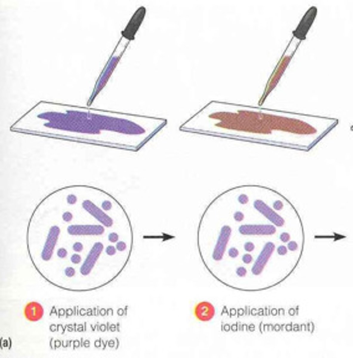 <p>mordant in gram stain</p>