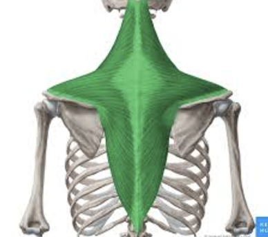 <ul><li><p>upper back</p></li><li><p>elevate/depress/adduct scapula</p></li></ul><p></p>