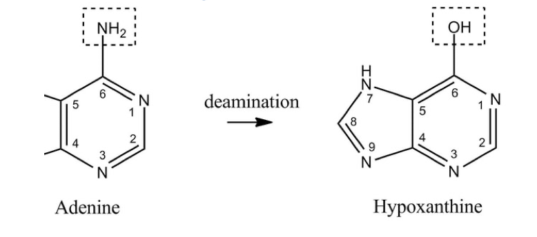 The removal of an amino acid group on a nucleotide which changes what it is (purine → pyrimidine)