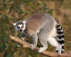 Lemur-like Forms (lemurs, indris, aye-aye, mouse lemur)