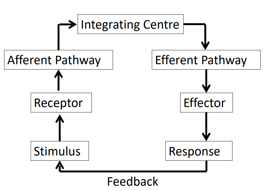<p>Stimulus Response DIAGRAM</p>