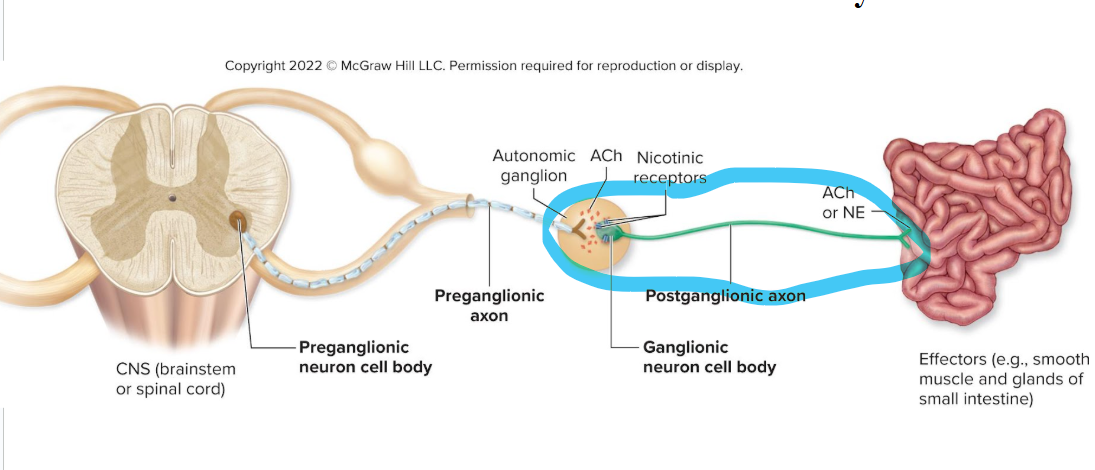 <ul><li><p>cell body within autonomic ganglion</p></li><li><p>very thin, unmyelinated axons to cardiac muscle, smooth muscle, or gland</p></li><li><p>releases ACH or NE from knob to either excite or inhibit effector</p></li></ul><p></p>