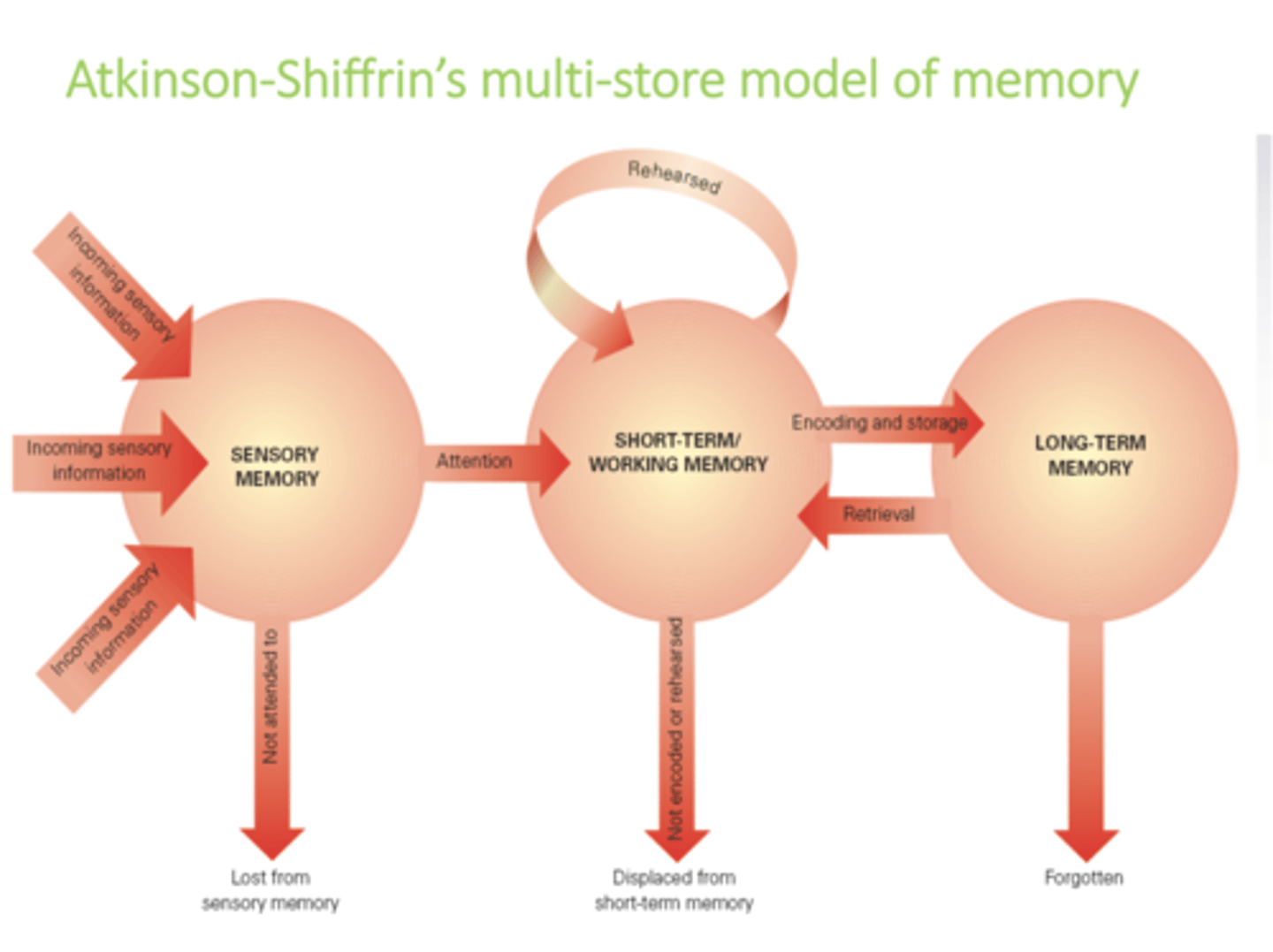 <p>that there are three independent stores that process information in different ways, and vary in function, capacity, and duration</p>