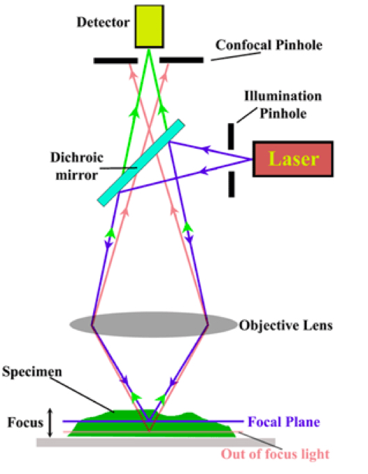 <ul><li><p>A laser is focused at a plane in the specimen and scans the specimen in a horizontal plane</p></li><li><p>Only light from the plane of focus reaches the detector</p></li><li><p>The scanned image is digitally recorded, computer compiles images created from each point to generate a 3D image</p></li><li><p>Images from consecutive focal planes can be recorded</p></li><li><p>A very thin section within the tissue</p></li><li><p>Used for:</p><ul><li><p>Live cells</p></li><li><p>Fixed cells</p></li><li><p>Localize/measure enzyme activity</p></li></ul></li><li><p>Advantages:</p><ul><li><p>Reduced blurring</p></li><li><p>Optical sectioning</p></li><li><p>highly sensitive photomultipliers → improved signal to noise ratio</p></li><li><p>3D</p></li><li><p>Magnification can be adjusted digitally</p></li></ul></li><li><p>Disadvantages:</p><ul><li><p>Slow scan</p></li><li><p>Limited use in dynamic tracking</p></li><li><p>Photobleaching or damage to living cells by laser</p></li><li><p>Lower resolution than camera detection</p><p></p><p></p></li></ul></li></ul><p></p>