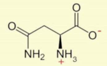 <p>CH<sub>2</sub> + amide</p>