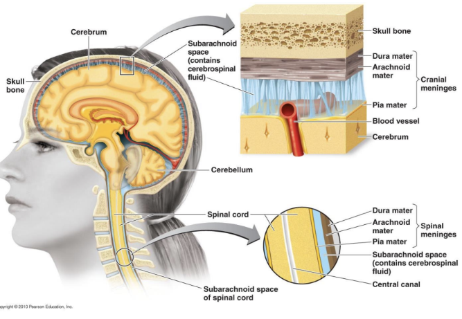 <p>The CNS consists of the brain and spinal cord, responsible for processing and integrating information.</p><ul><li><p><strong>Dura mater</strong> – tough outer layer</p></li><li><p><strong>Arachnoid mater</strong> – middle layer with CSF in subarachnoid space</p></li><li><p><strong>Pia mater</strong> – delicate inner layer adhering to brain tissue</p></li></ul><p></p>
