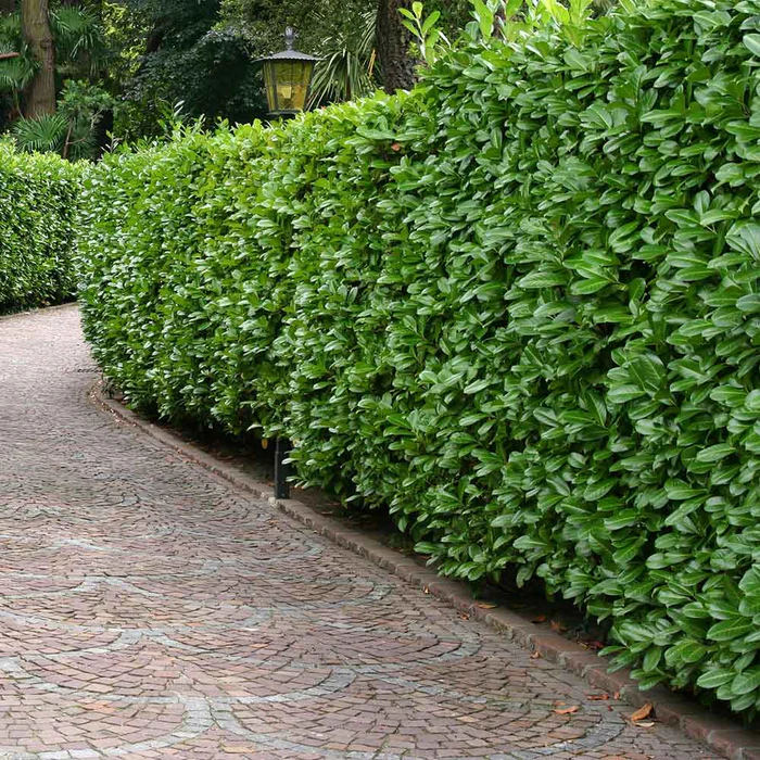 <p><strong>Cherry Laurel (<em>Prunus laurocerasus</em>)</strong></p><ul><li><p class="">Evergreen</p></li><li><p class="">Shiny, leathery oval leaves</p></li><li><p class="">White flower spikes in spring, red to black berries</p></li><li><p class="">Smells like almonds when crushed (cyanide-like scent)</p></li></ul><p></p>
