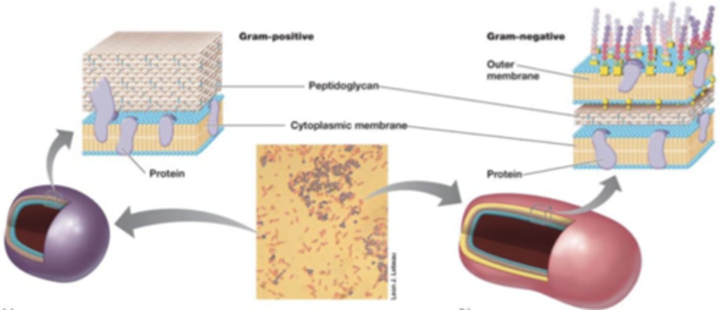 <p>G+ blir mörklila<br><br>G- blir rosa-ish</p>