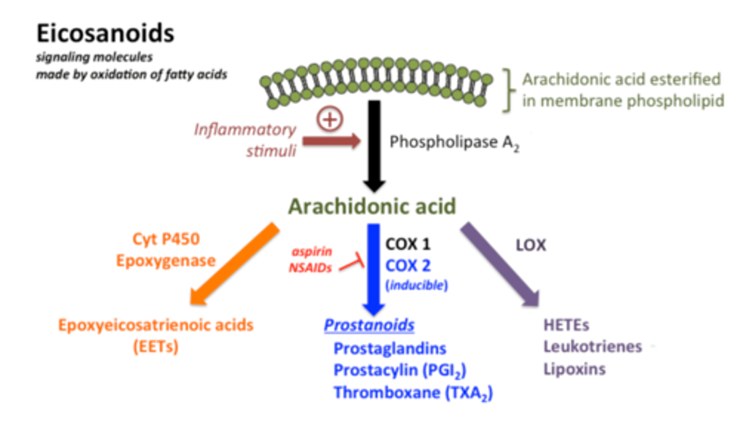 <p>block COX1 or COX2, which are the enzymes that convert arachidonic acid into prostaglandins (inflammatory molecules)</p>