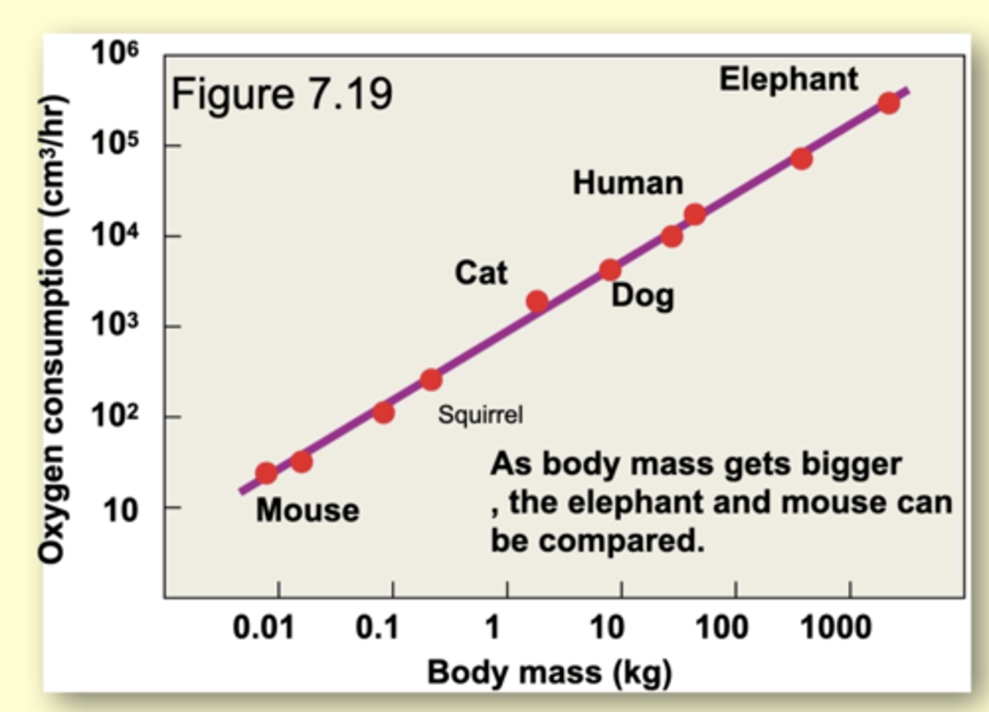 <p>measured by the rate of oxygen consumption</p><p>- Rate of respiration is proportional to body mass - grams body mass^0.75</p><p>- Exponent varies across taxonomic groups</p><p>* Range is 0.6-0.9</p><p>* If exponent is 1 , a doubling in body mass would equate to a doubling in metabolic rate.</p>